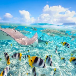 Colorful fish, stingray and black tipped sharks underwater in Bora Bora lagoon