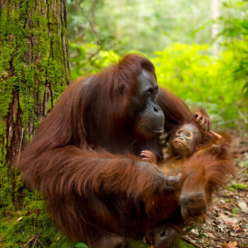 Orangutan in the forest of Borneo