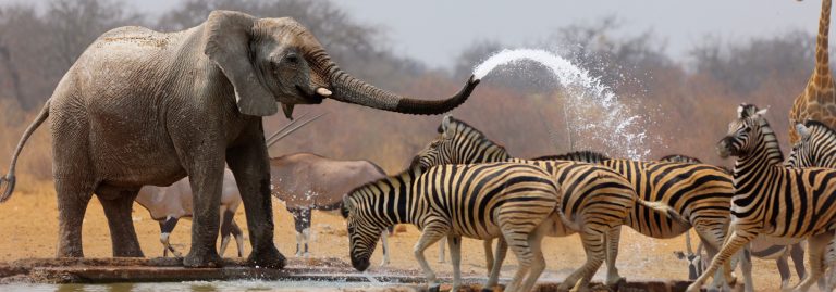 Elephant spraying zebras at waterhole, Africa