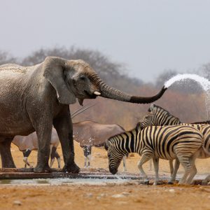 Elephant spraying zebras at waterhole, Africa