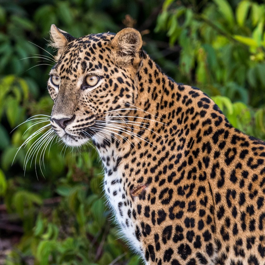 Leopard in the Wilpattu National Park