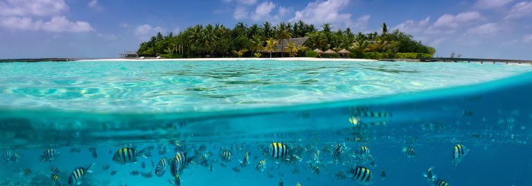 Split view of colorful fish and coconut palm trees, Maldives