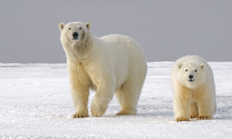 Pair of polar bears in the Arctic