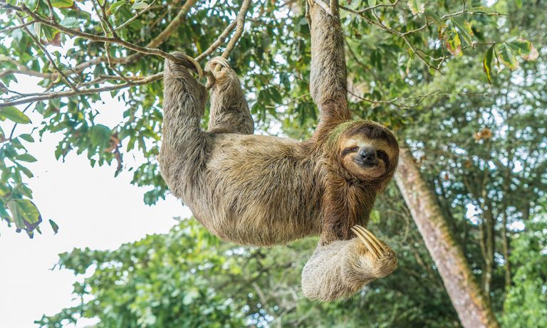 Sloth hanging from a tree in Costa Rica