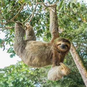 Sloth hanging from a tree in Costa Rica