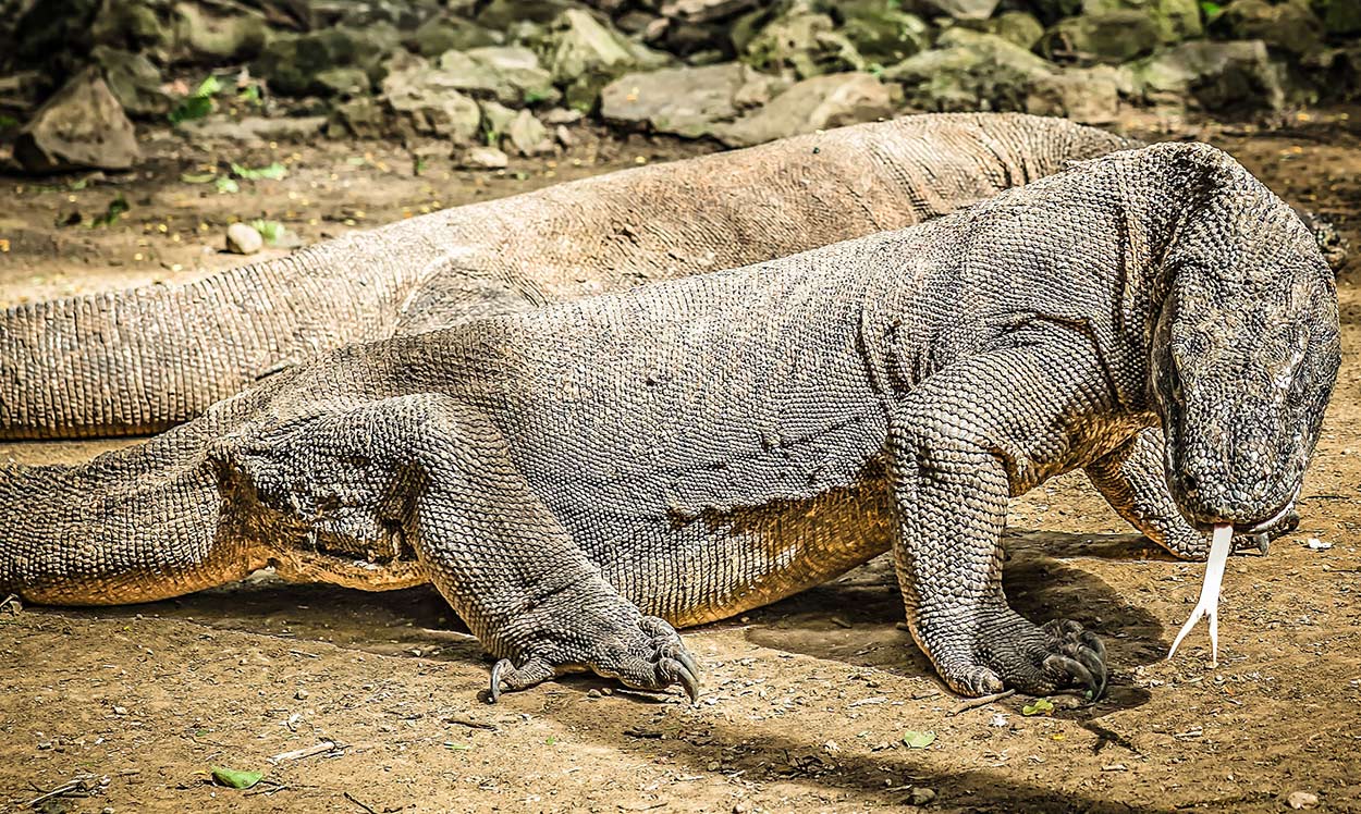 Komodo Dragons, Indonesia