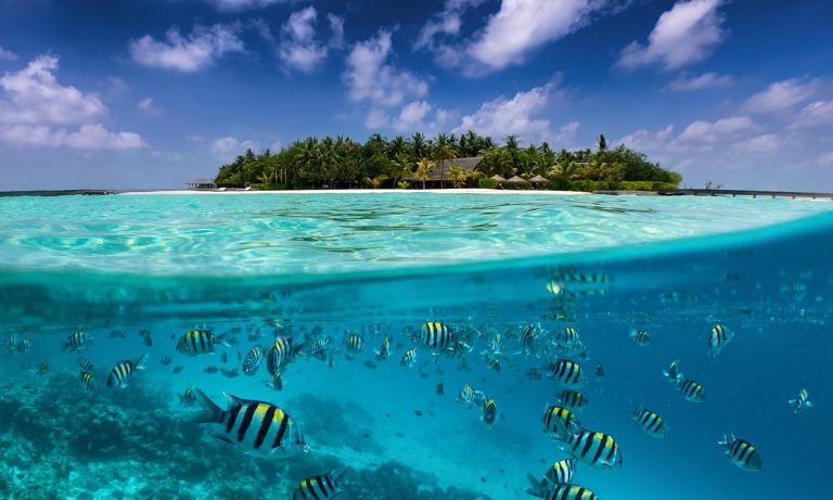 Split view of colorful fish and coconut palm trees, Maldives