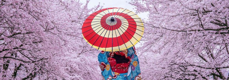 Woman in kimono walking through cherry blossoms, Japan