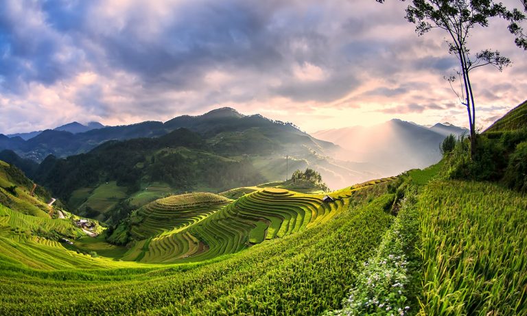 Terraced rice fields of Lào Cai Province, Vietnam